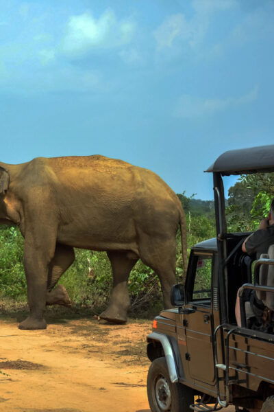 Ahangama: Udawalawe National Park Safari With Hotel Pickup - Customer Reviews