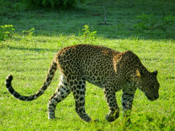 Ahangama: Yala National Park Safari With Hotel Pickup - Important Safety Information