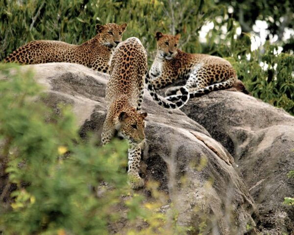Ahangama: Yala National Park Safari With Hotel Pickup - Booking and Cancellation Policy