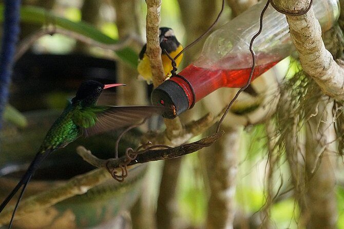 Ahhh Ras Natango Gallery and Garden Private Transfer - Authentic Experiences from the Reviewers