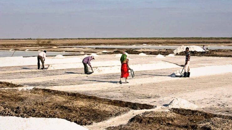 Ahmedabad: 3-Day Little Rann of Kutch Private Wildlife Tour - Tour Highlights