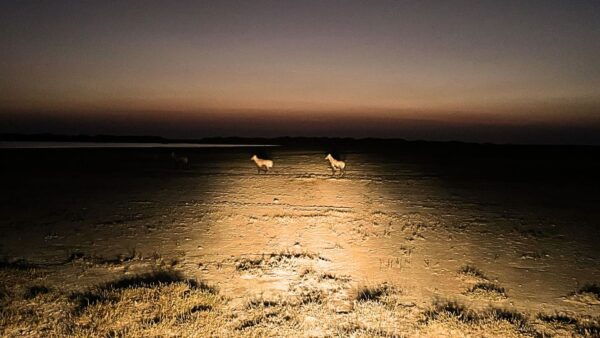 Ahmedabad: 3-Day Little Rann of Kutch Private Wildlife Tour - Frequently Asked Questions