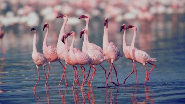 Ahmedabad: 3-Day Little Rann of Kutch Private Wildlife Tour - The Sum Up