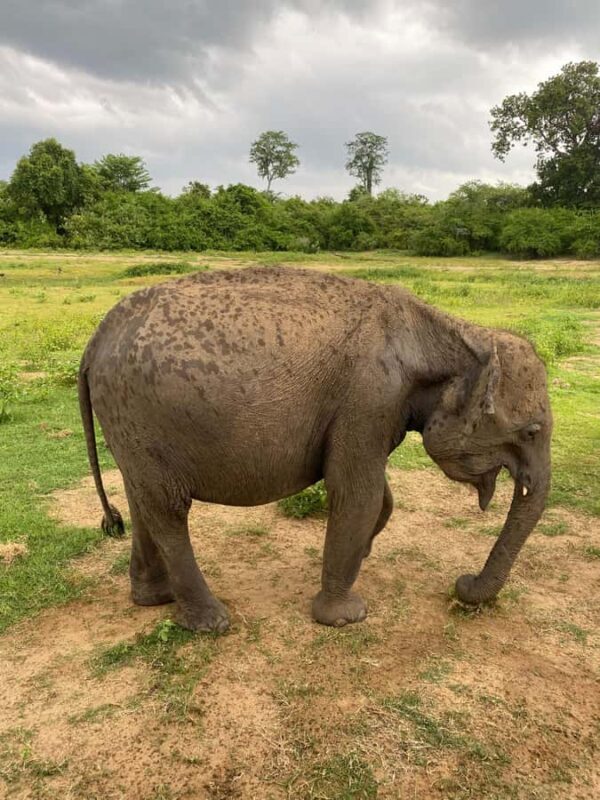 Ahungalla Riu Yala National Park Private Jeep Safari Tour - An In-Depth Look at the Tour