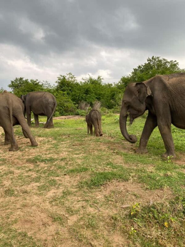 Ahungalla Riu Yala National Park Private Jeep Safari Tour - Good To Know