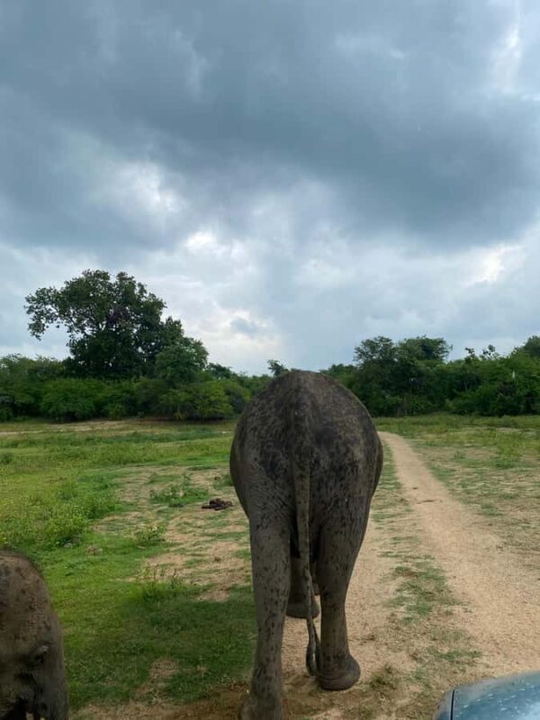 Ahungalla Riu Yala National Park Private Jeep Safari Tour - A Close Look at the Yala Safari Experience