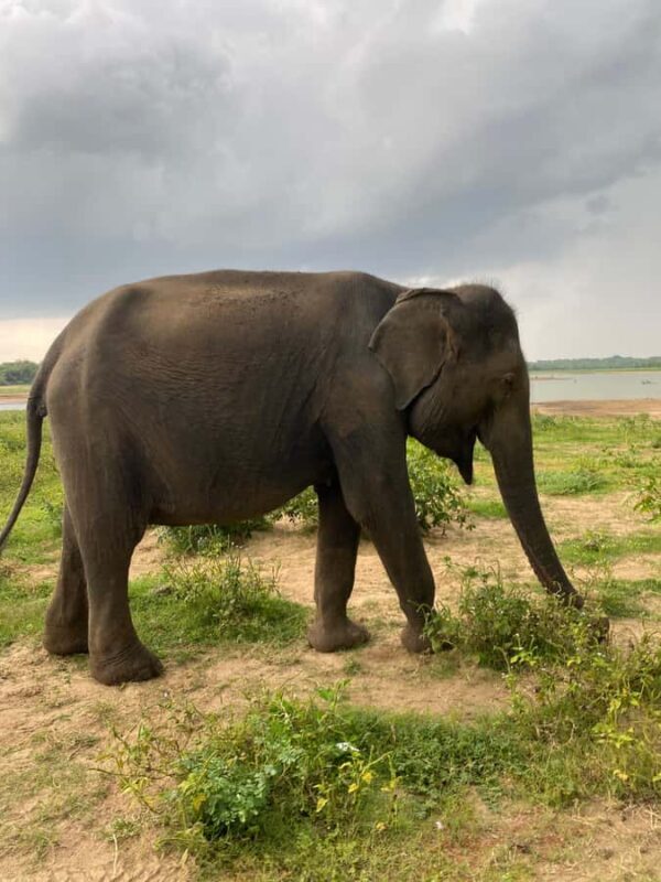 Ahungalla Riu Yala National Park Private Jeep Safari Tour - What Makes This Tour Stand Out?