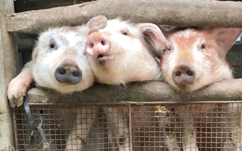 Aichi: Regenerative Farm Stay with Lunch at Doronko Village - Final Thoughts