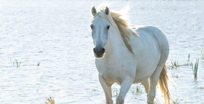 Aigues Mortes: Bike Safari - Ebike Tour in Camargue - Meeting Point and Directions