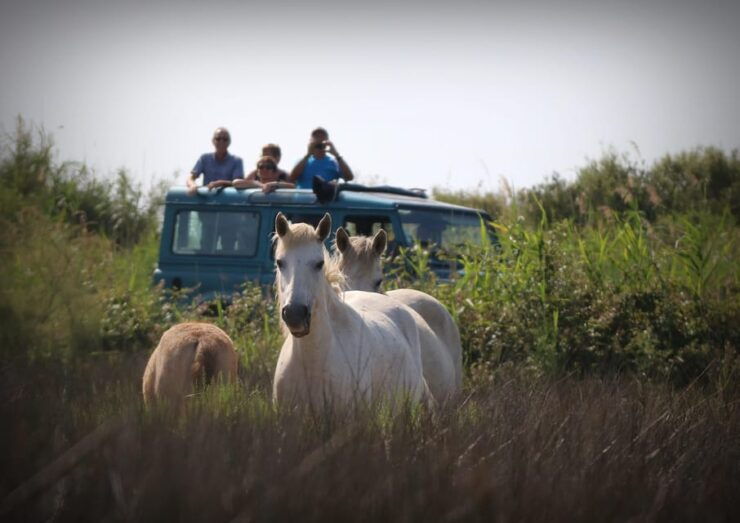 Aigues Mortes: Jeep Photo Safari in Camargue - Key Points