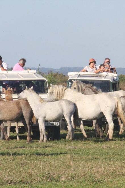 Aigues Mortes: Jeep Photo Safari in Camargue - Booking and Pricing Details
