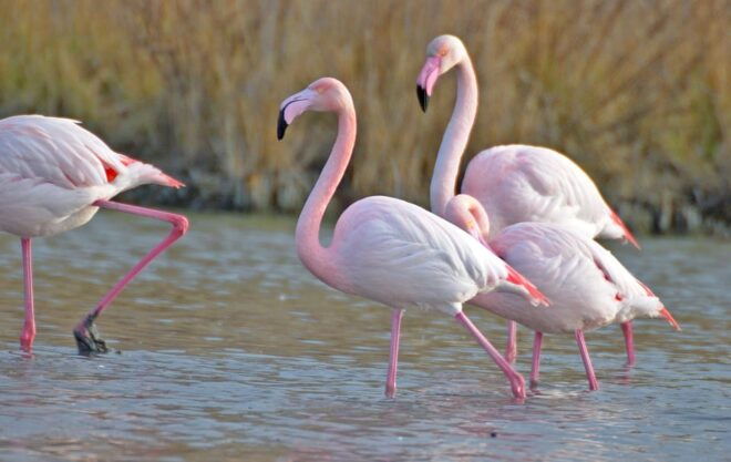 Aigues Mortes: Jeep Photo Safari in Camargue - Camargue Wildlife to Expect