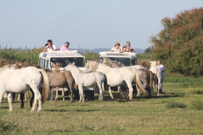 Aigues Mortes: PRIVATE Jeep Photo Safari in Camargue - Booking Your Adventure