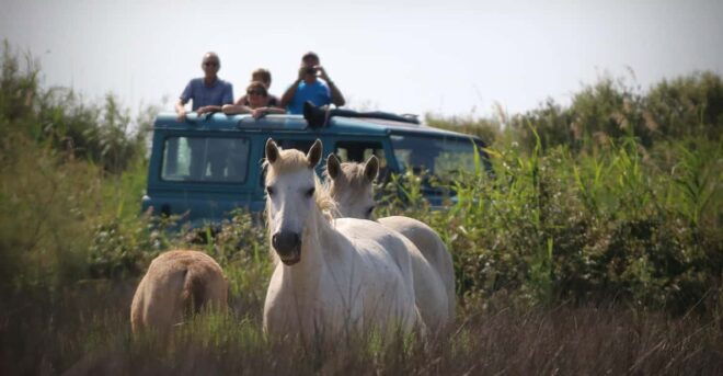 Aigues Mortes: PRIVATE Jeep Photo Safari in Camargue - Tour Details and Itinerary
