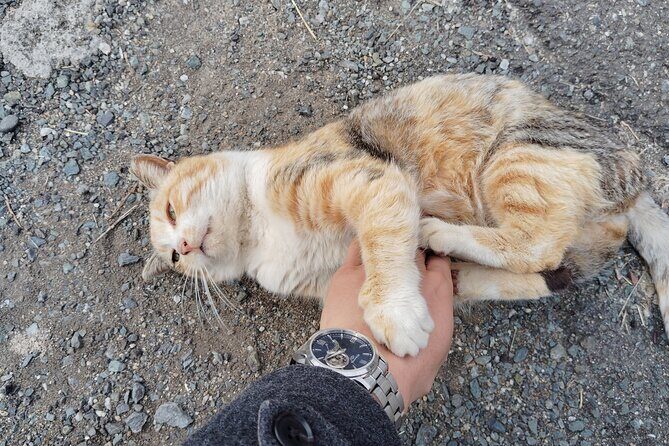 Ainoshima Island Private Cat Tour with Ferry Ride - Final Thoughts