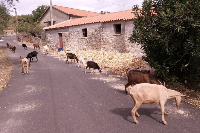 Aire & Candeeiros: Nature, Fossils and Forgotten Traditions - Price and Value Analysis