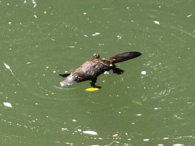 Airlie Beach: Eungella Wild Platypus Encounter - Good To Know