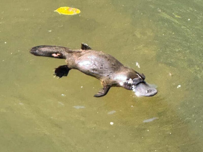 Airlie Beach: Eungella Wild Platypus Encounter - What to Expect During Your Day