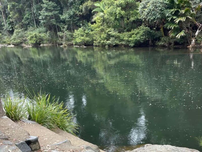 Airlie Beach: Eungella Wild Platypus Encounter - Authentic Experiences and Guide Expertise