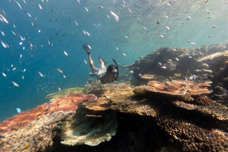 Airlie Beach: Full Day Outer Barrier Reef Snorkeling Trip - Activity Details