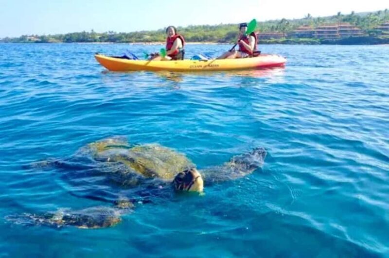 Airlie Beach: Half Day Turtle Tour Sea Kayaking Adventure - An Honest Look at the Experience