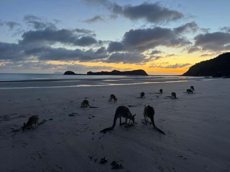 Airlie Beach: Kangaroos on the Beach at Dawn - Good To Know