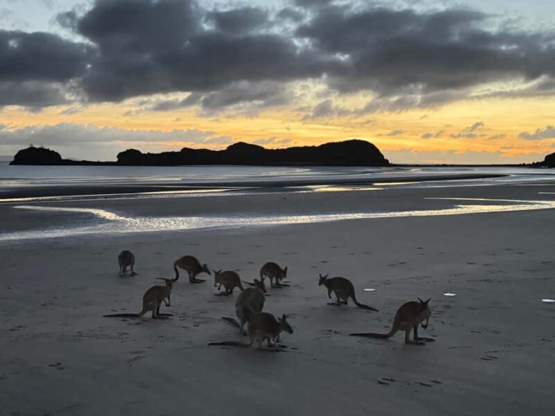 Airlie Beach: Kangaroos on the Beach at Dawn - Introduction