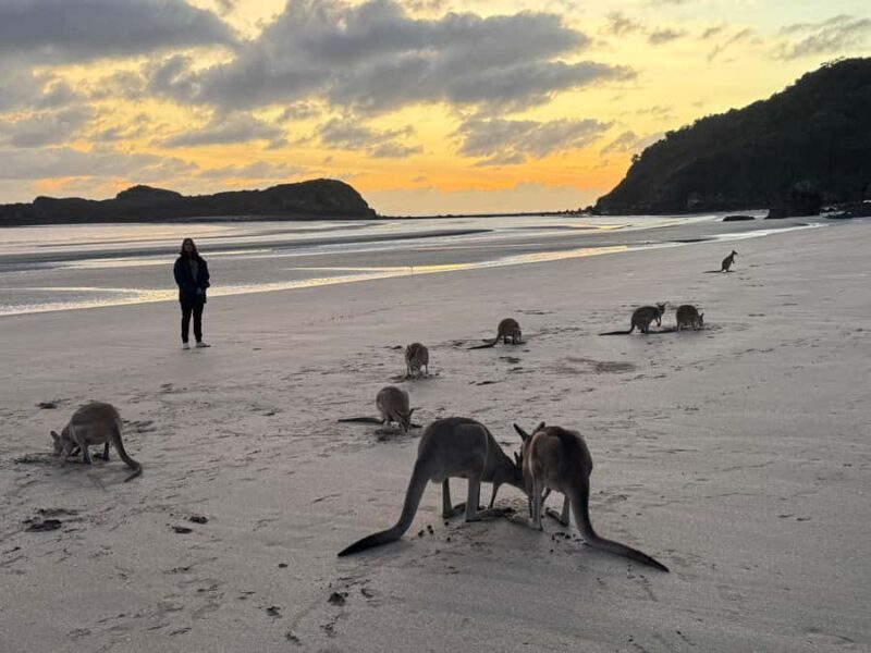 Airlie Beach: Kangaroos on the Beach at Dawn - The Experience in Detail