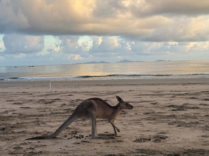 Airlie Beach: Kangaroos on the Beach at Dawn - Who Will Love This Tour?