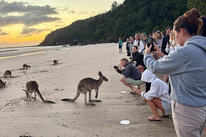 Airlie Beach: Kangaroos on the beach at dawn. - Good To Know