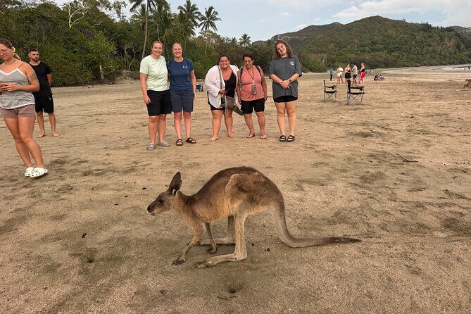 Airlie Beach: Kangaroos on the beach at dawn. - Frequently Asked Questions