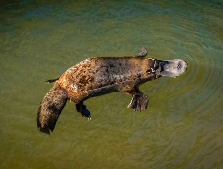 Airlie Beach: Platypus, Eungella and Waterfalls Day Tour - Tour Overview