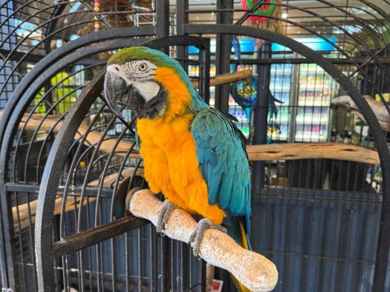 Airlie Beach: Sightseeing Bus Tour - Who Might Want to Consider Alternatives?