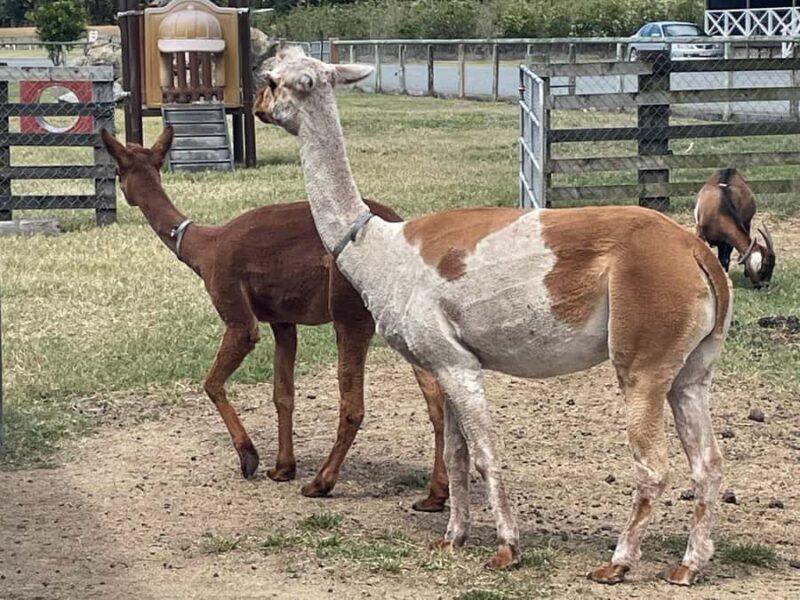 Airlie Beach: Sightseeing Bus Tour - Final Thoughts