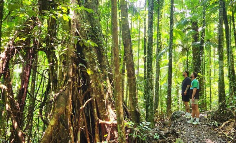 Airlie Beach: Waterfall & Rainforest Bushwalk Eco Adventure - Exploring the Itinerary in Detail