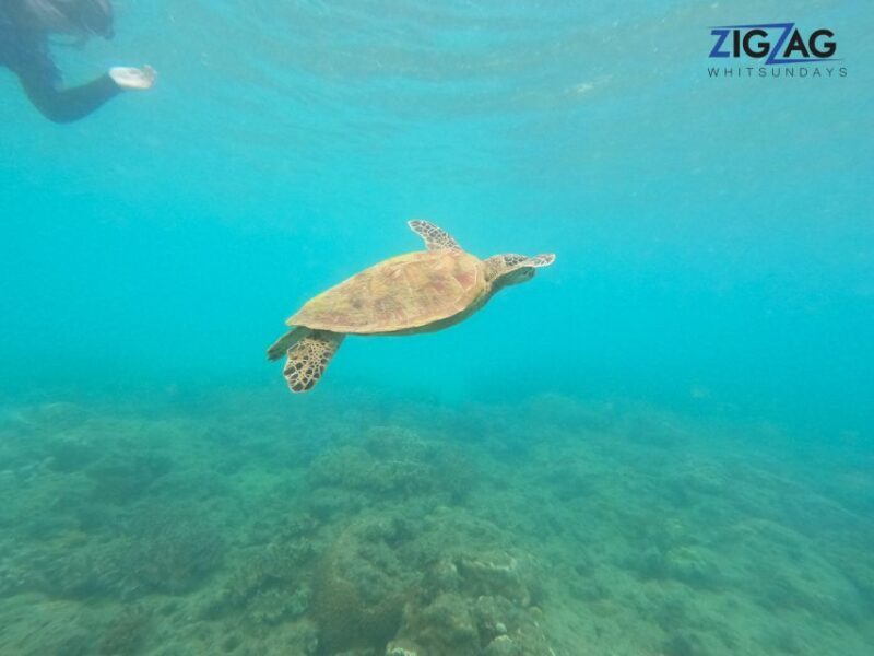 Airlie Beach: Whitehaven Beach Day Tour with Snorkel Option - FAQ