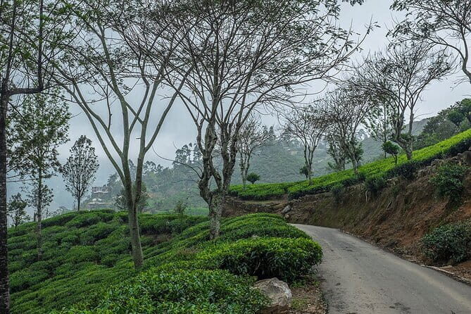 Airport Taxi Transfers from Colombo Airport to Sigiriya - The Sum Up