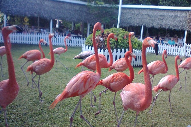 Airport to Atlantis Private Transportation Service and Paradise Island Hotels - Common Questions