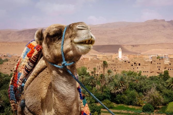 Ait Ben Haddou and Ouarzazate Day Trip - Panoramic Views and Transportation Comfort