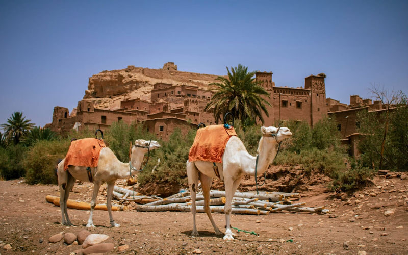 Ait Ben Haddou & Telouat Valley Private Day Tour from Marrakech - At a glance