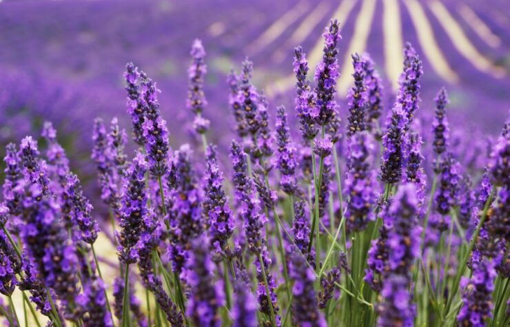 Aix-en-Provence: Day Trip to the Valensole Lavender Fields - Activity Details