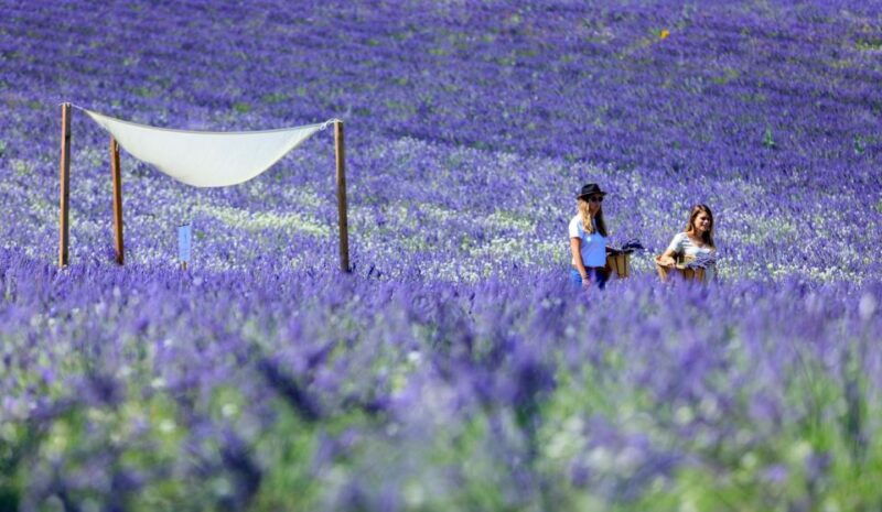 Aix-en-Provence: Lavender Fields Visit - Pricing and Booking Information