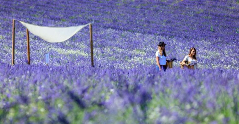 Aix-en-Provence: Lavender Fields Visit - Exploring the Lavender Fields