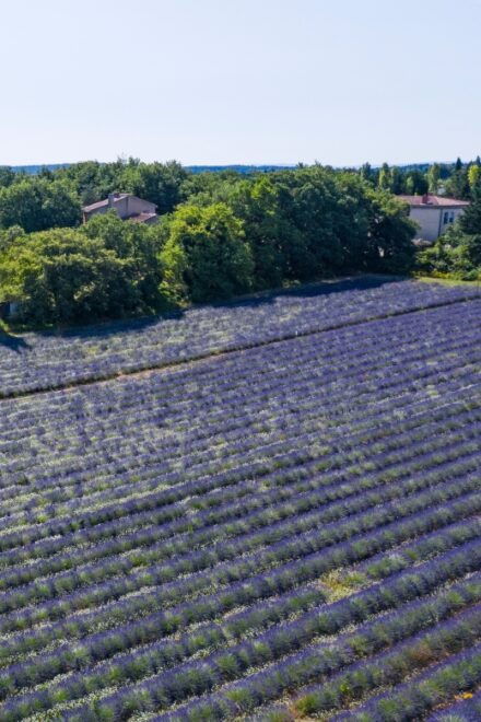 Aix-en-Provence: Lavender Fields Visit - Visitor Feedback