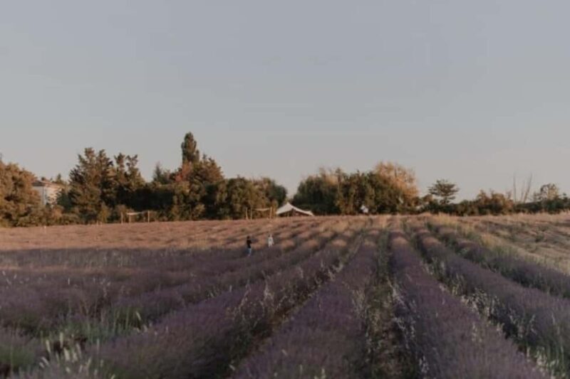 Aix-en-Provence: Visit a Lavender Field + Snacking at TERRE UGO - The Sum Up