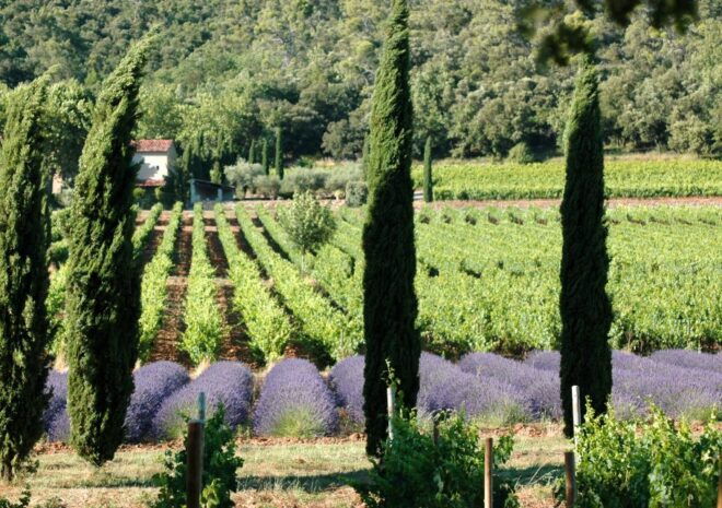 Aix En Provence: Visit & Wine Tasting Full Day Private Tour - Wine Tasting