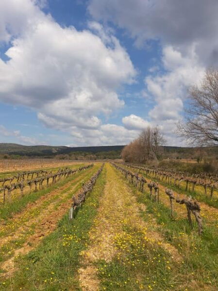 Aix & Marseille: Sainte Victoire Horse Ride, Picnic & Wine - Questions You May Have