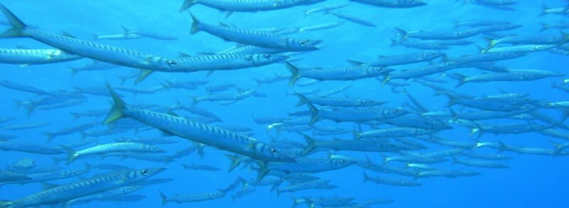 Ajaccio: Beginner's Scuba Dive with Experienced Instructor - Practical Details & Tips