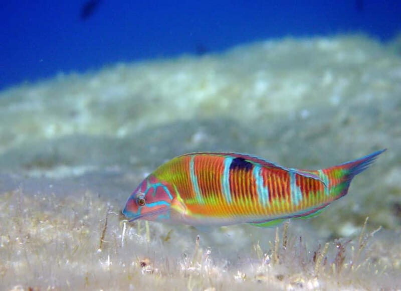 Ajaccio: Beginner's Scuba Dive with Experienced Instructor - Who Will Love This Experience?