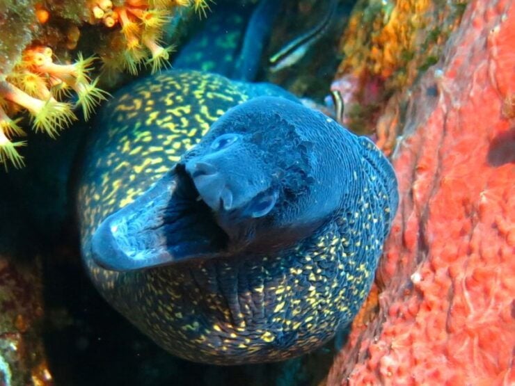 Ajaccio: Beginners Scuba Dive With Experienced Instructor - Location: Ajaccio